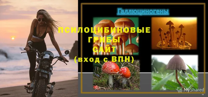 Псилоцибиновые грибы Psilocybine cubensis  закладка  Жигулёвск 